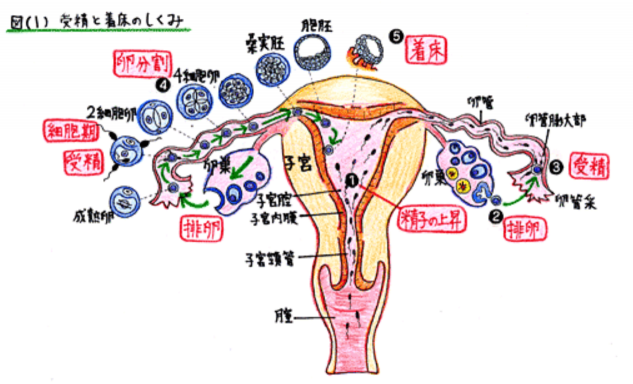 スルピリド』の飲み合わせ・副作用は？効果について – EPARKくすりの窓口コラム｜ヘルスケア情報