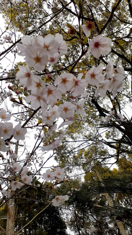 花満開、フォトジェニックなフラワーメニュー新登場 「Spring Flower