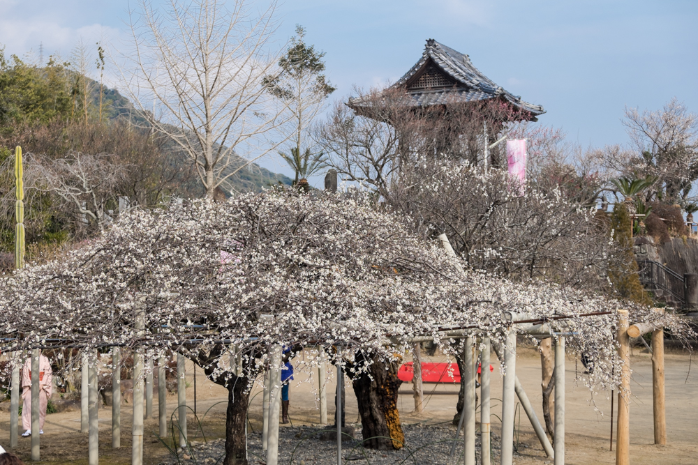 300本の河津桜と100万本の菜の花が咲き誇る 延岡市五ケ瀬川沿い「コノハナロード」 |