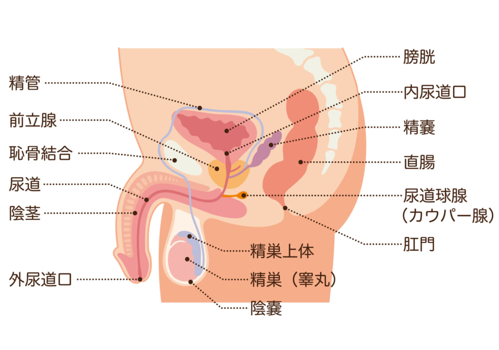 女性はオナニーしている？ イクためのやり方・グッズも紹介【医師監修】 ｜ iro