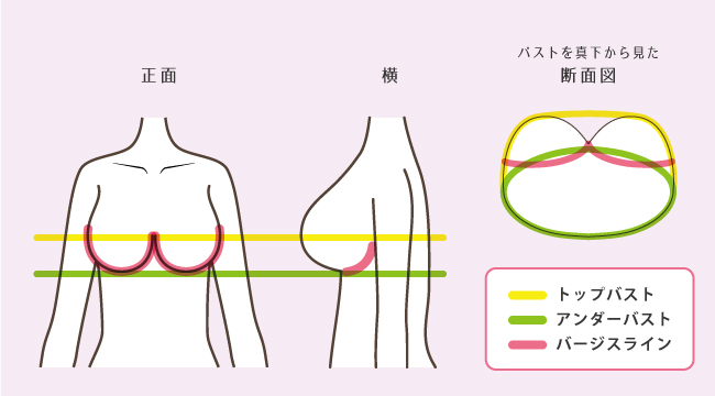 バストサイズの正しい測り方 | 【公式】大きいサイズ